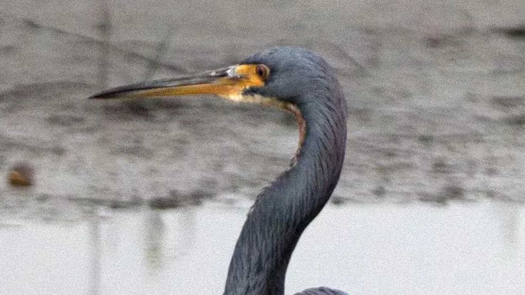 The same part in the JPG file made by indox, enlarged