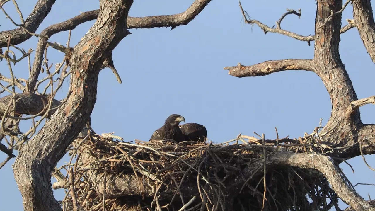 A frame of an eagle on its nest in the original MOV file, enlarged