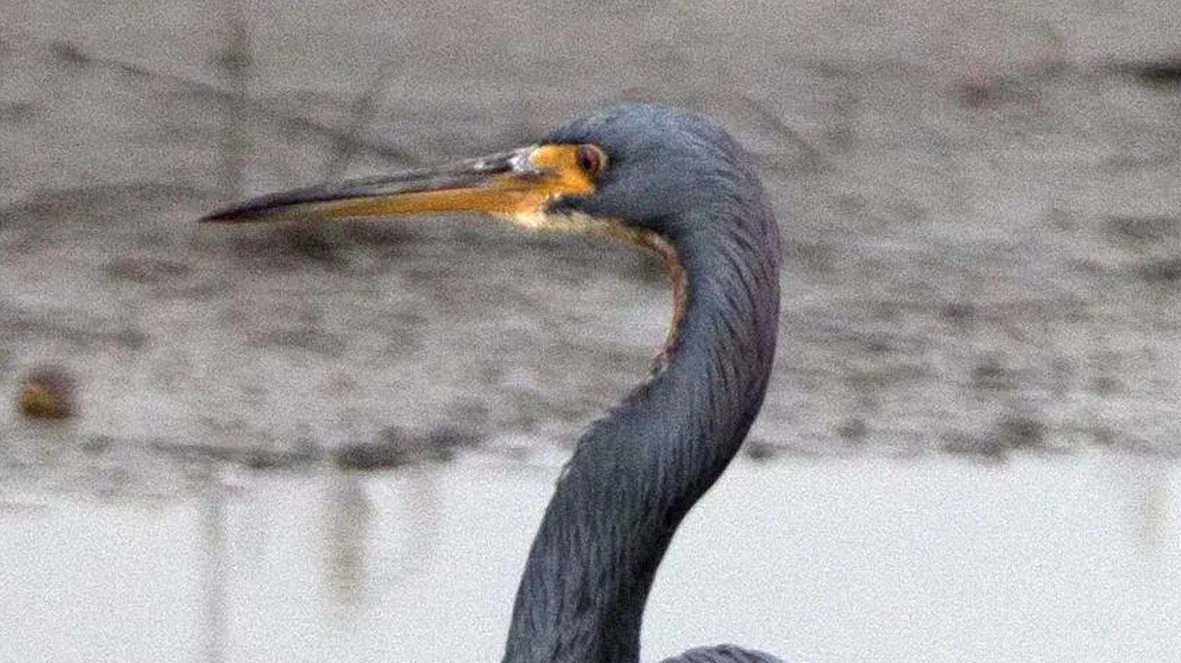 The same part in the JPG file made by indox, enlarged